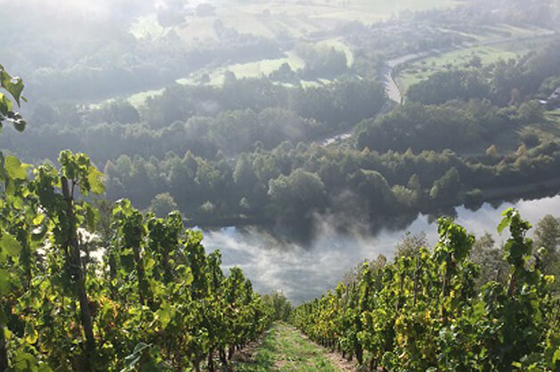 Weingut Peter Lauer