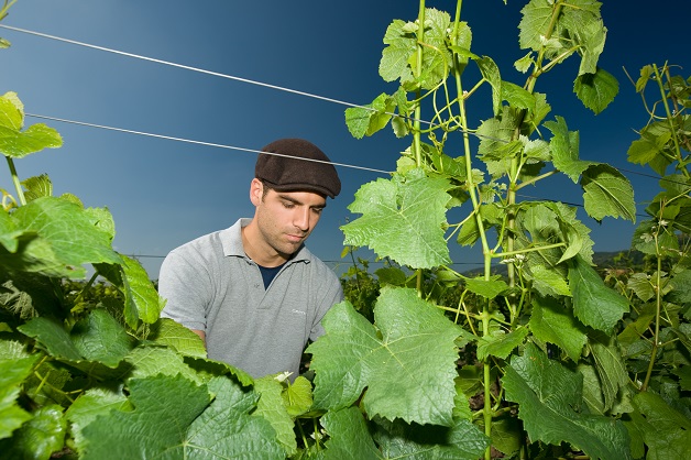 Weingut Heinrich Spindler